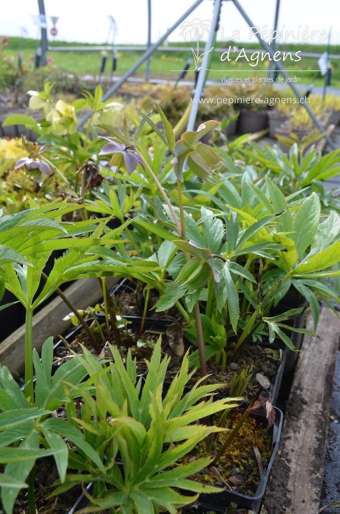 Helleborus purpurascens -La Pépinière d'Agnens