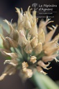 Allium schoenoprasum - La pépinière d'Agnens