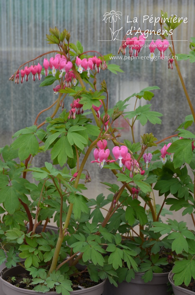 Lamprocapnos spectabilis -La Pépinière d'Agnens