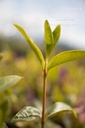 Vinca minor 'Atropurpurea'