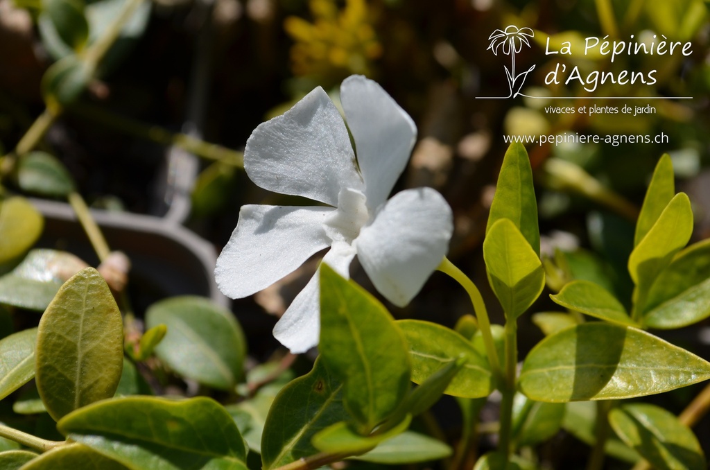 Vinca minor 'Alba'