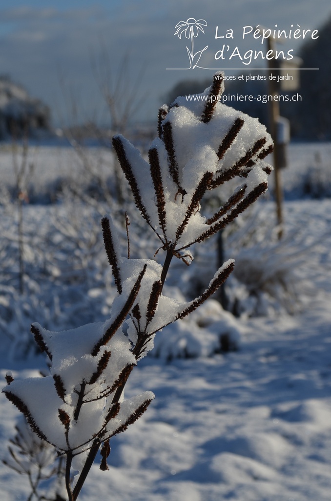 Veronicastrum virginicum 'Fascination'