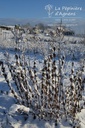 Veronicastrum virginicum 'Fascination'