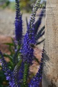 Veronica longifolia 'Blauriesin'