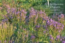 Verbena hastata 'Blue Spires'