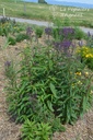 Verbena hastata 'Blue Spires'