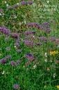 Verbena bonariensis