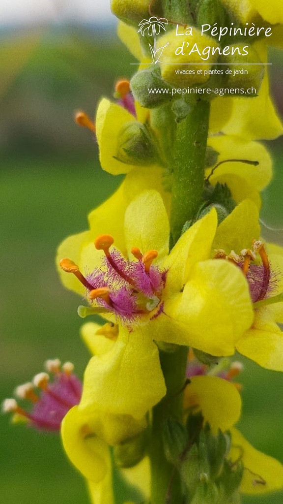 Verbascum nigrum