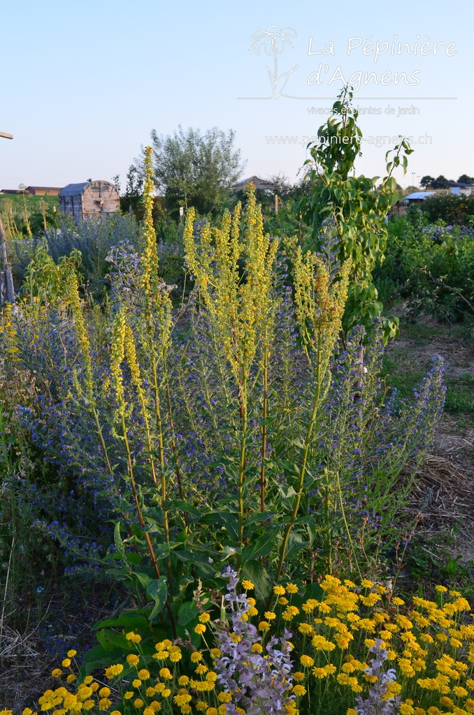 Verbascum nigrum