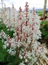 Tiarella cordifolia