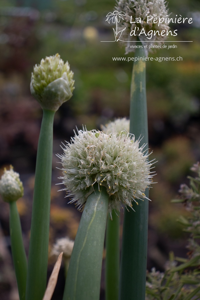 Allium fistulosum - La pépinière d'Agnens