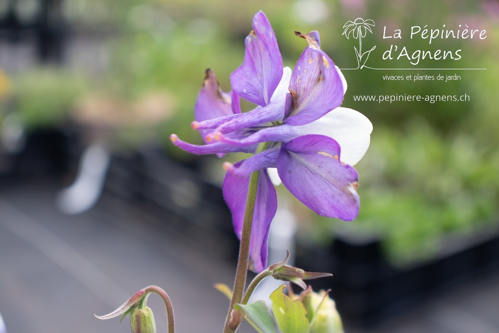 Aquilegia caerulea 'Blue Star' - La pépinière d'Agnens