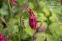 Aquilegia caerulea 'Crimson Star' - La pépinière d'Agnens