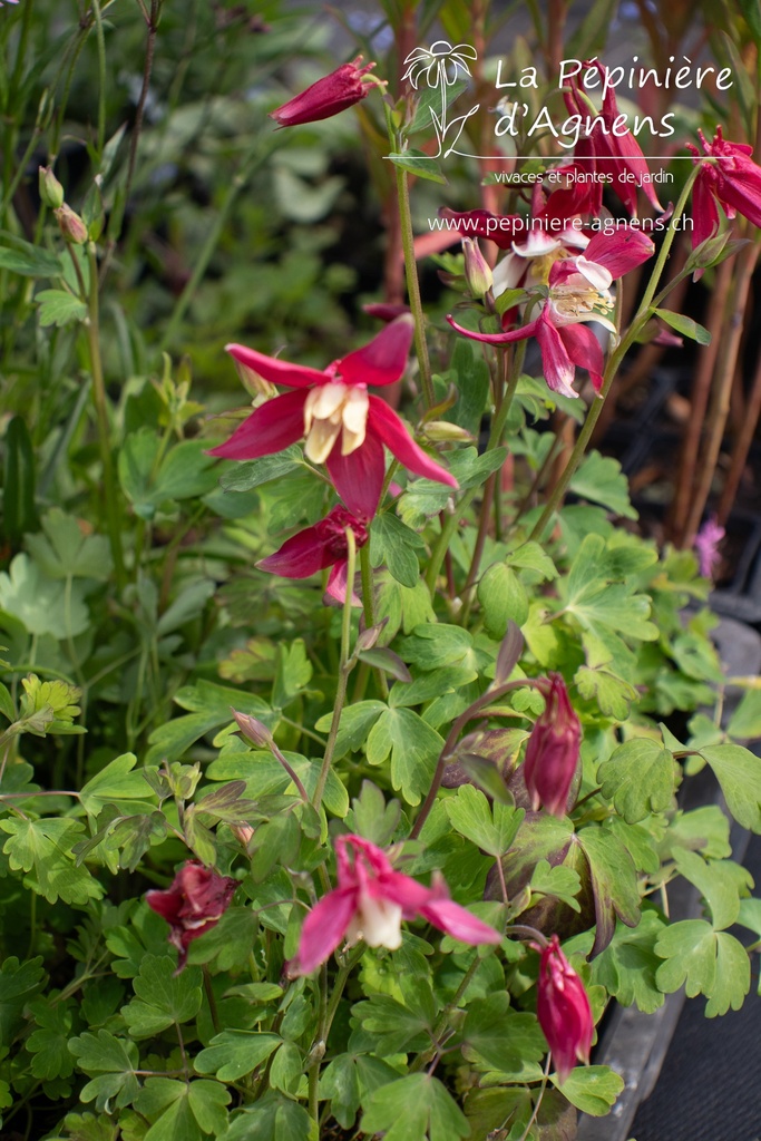 Aquilegia caerulea 'Crimson Star' - La pépinière d'Agnens