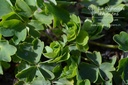 Aquilegia vulgaris 'White Barlow' - La pépinière d'Agnens