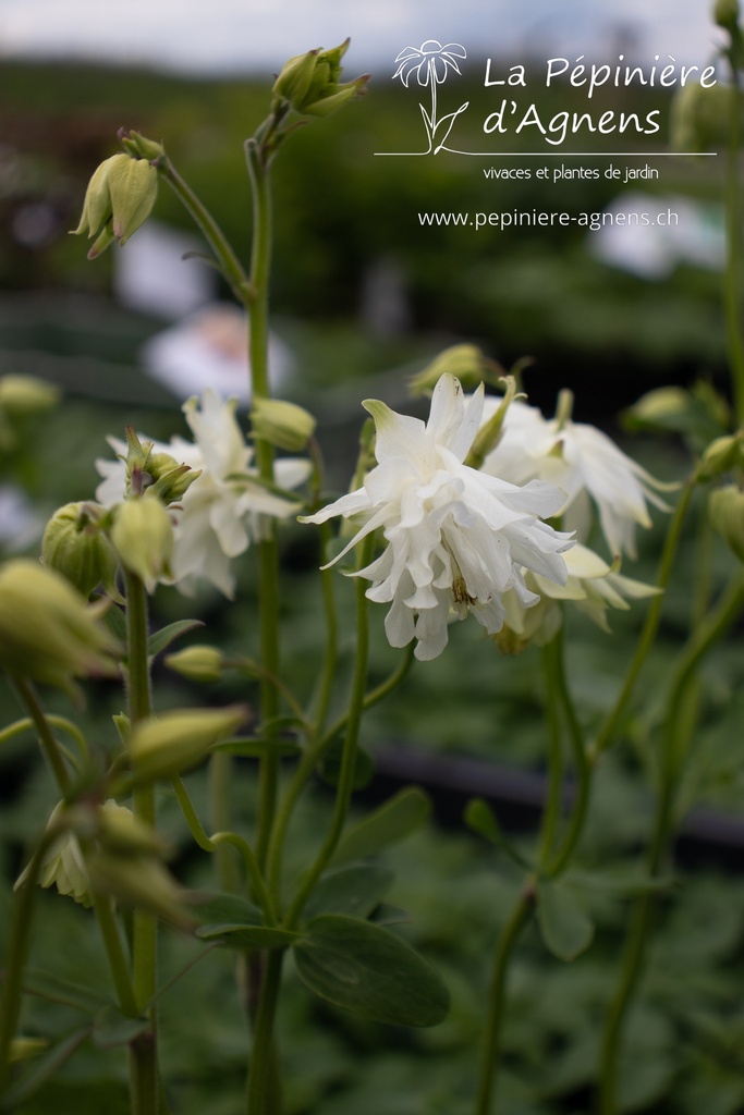 Aquilegia vulgaris 'White Barlow' - La pépinière d'Agnens