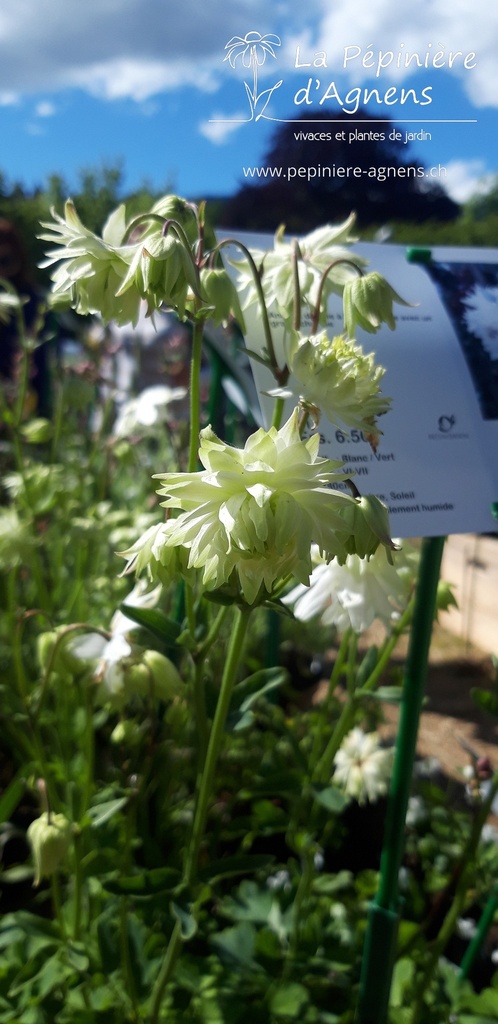 Aquilegia vulgaris 'White Barlow' - La pépinière d'Agnens