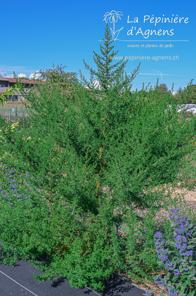 Artemisia annua - La pépinière d'Agnens