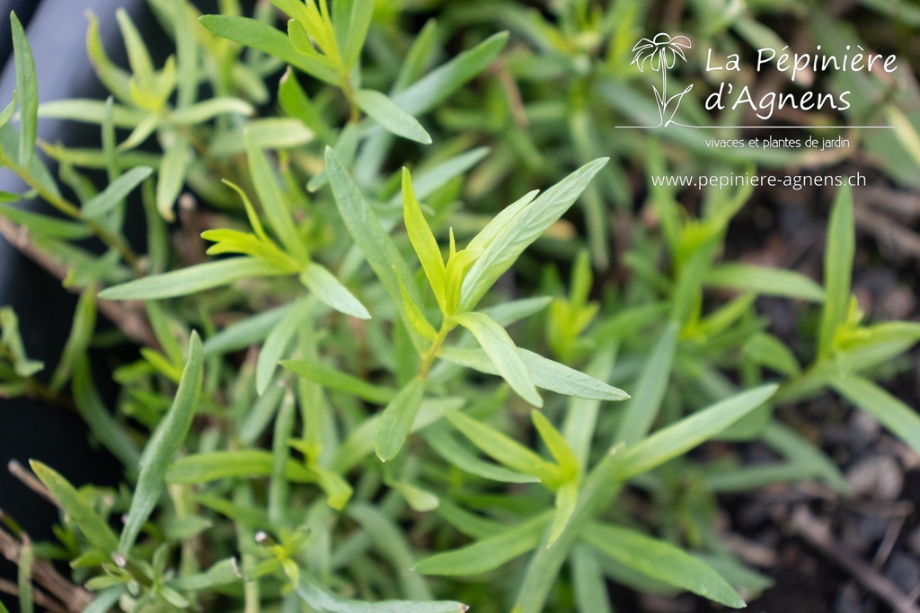 Artemisia dracunculus Estragon - La pépinière d'Agnens