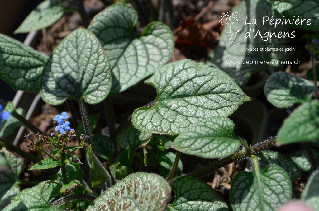 Brunnera macrophylla 'Jack Frost' ® - La pépinière d'Agnens