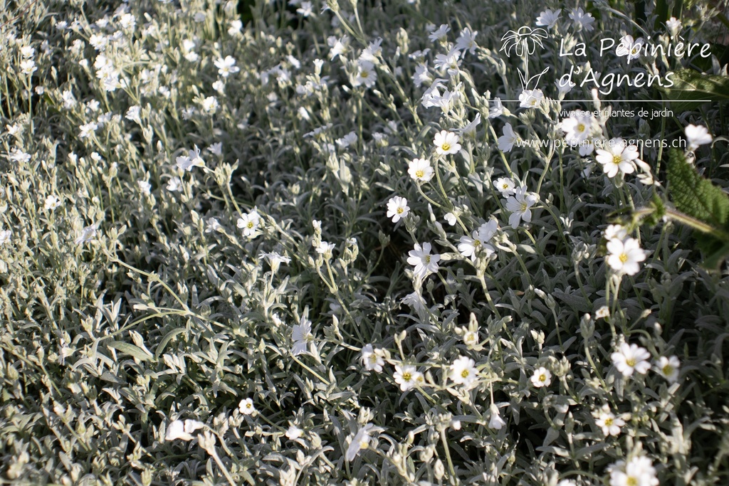 Cerastium tomentosum var.columnae 'Silberteppich' - La pépinière d'Agnens