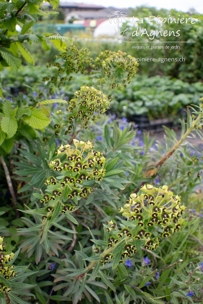 Euphorbia characias 'Black Pearl' - La pépinière d'Agnens