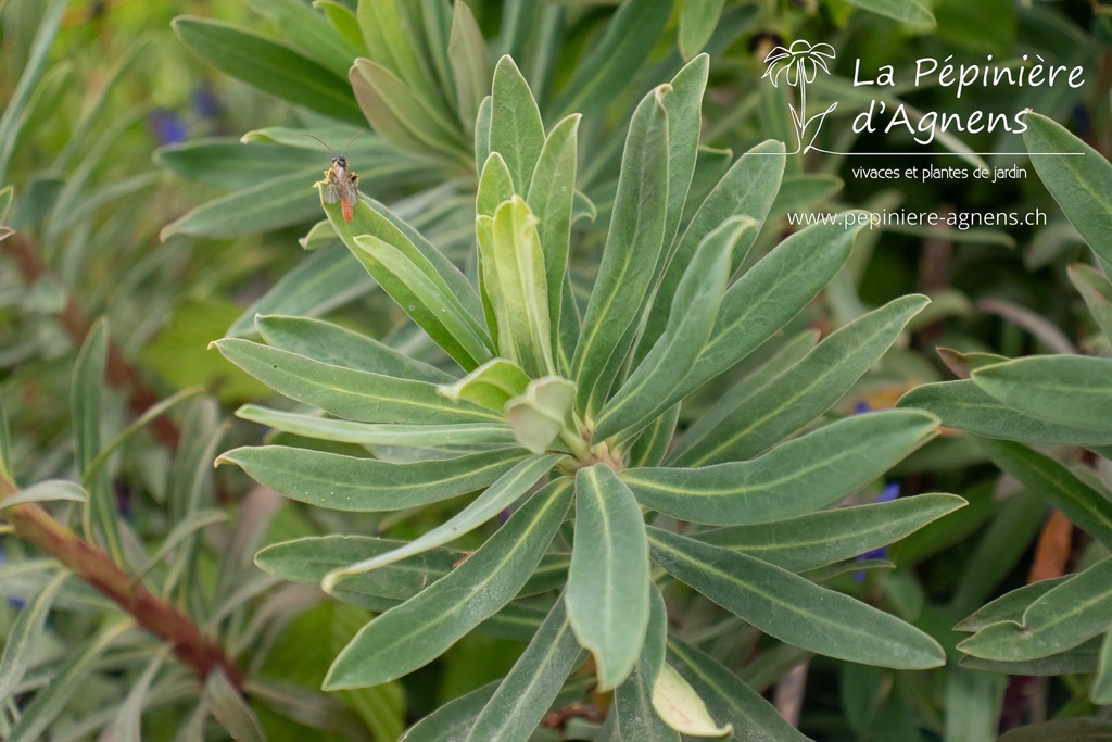 Euphorbia characias 'Black Pearl' - La pépinière d'Agnens