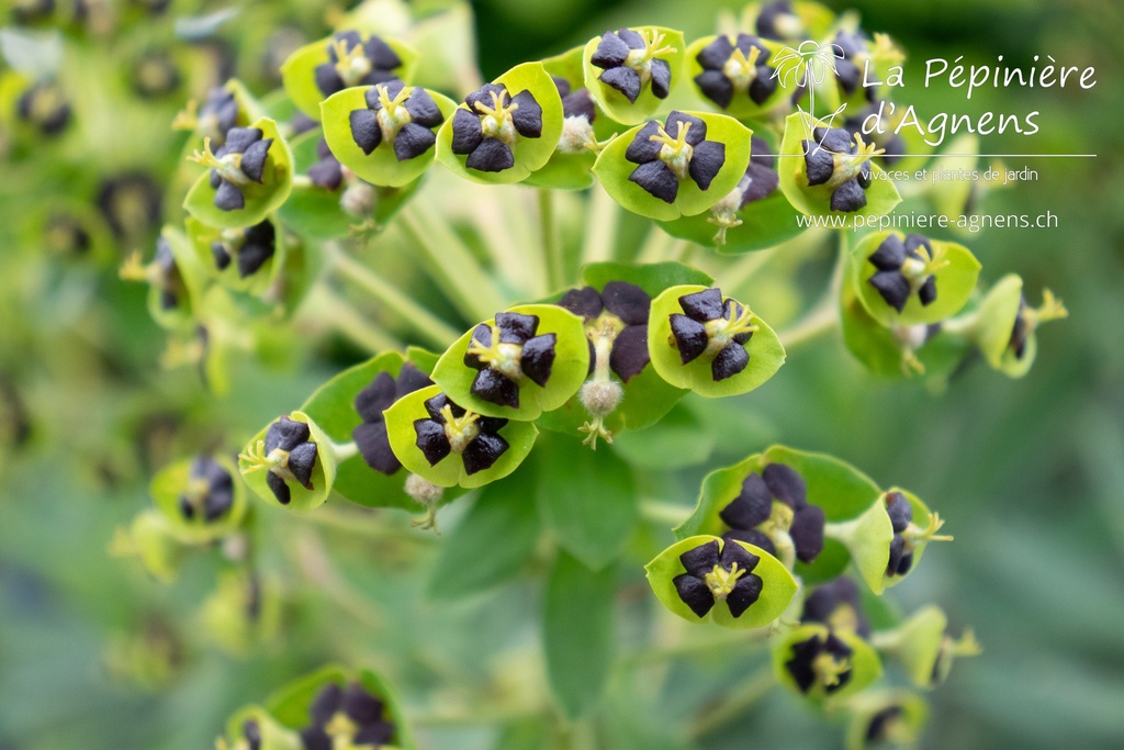 Euphorbia characias 'Black Pearl' - La pépinière d'Agnens