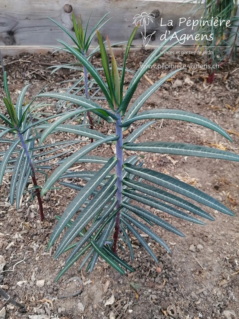 Euphorbia lathyris - La pépinière d'Agnens