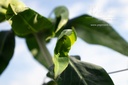 Euphorbia lathyris - La pépinière d'Agnens