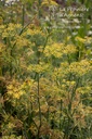 Foeniculum vulgare - La pépinière d'Agnens