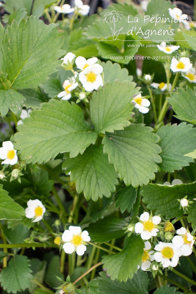 Fragaria ananassa (x) 'Elsanta' - La Pépinière d'Agnens