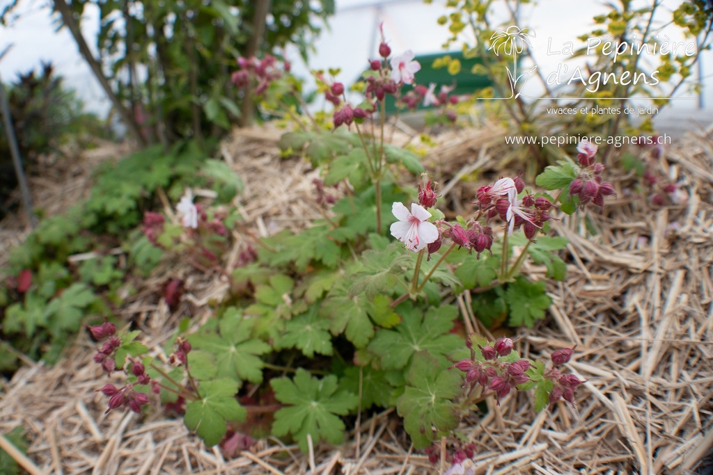 Geranium macrorrhizum 'Spessart'- La Pépinière d'Agnens