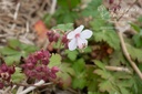 Geranium macrorrhizum 'Spessart' - La Pépinière d'Agnens