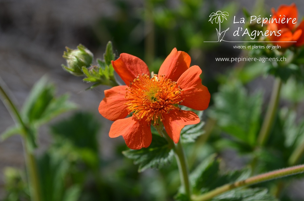 Geum coccineum 'Borisii' - La Pépinière d'Agnens