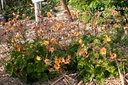 Geum hybride 'Alabama Slammer' - La Pépinière d'Agnens