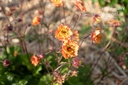 Geum hybride 'Alabama Slammer' - La Pépinière d'Agnens