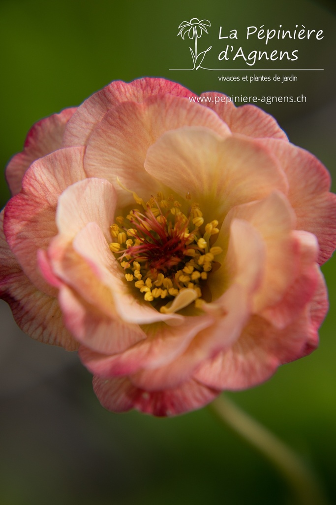 Geum hybride 'Mai Tai' - La Pépinière d'Agnens