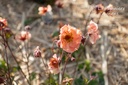 Geum hybride 'Mai Tai' - La Pépinière d'Agnens