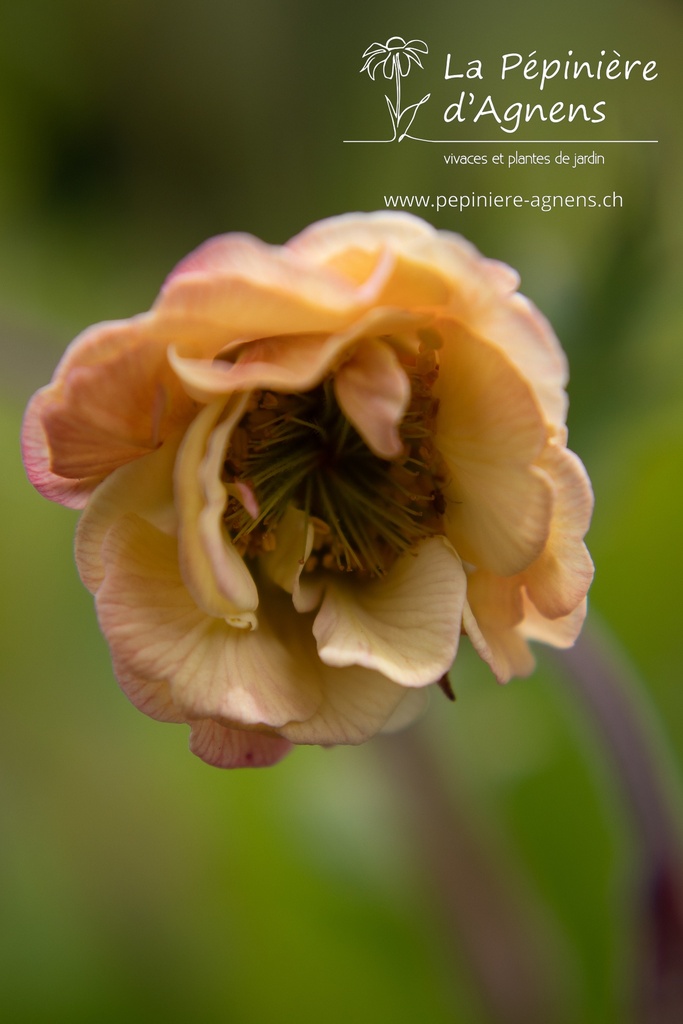 Geum hybride 'Tequila Sunrise' - La Pépinière d'Agnens