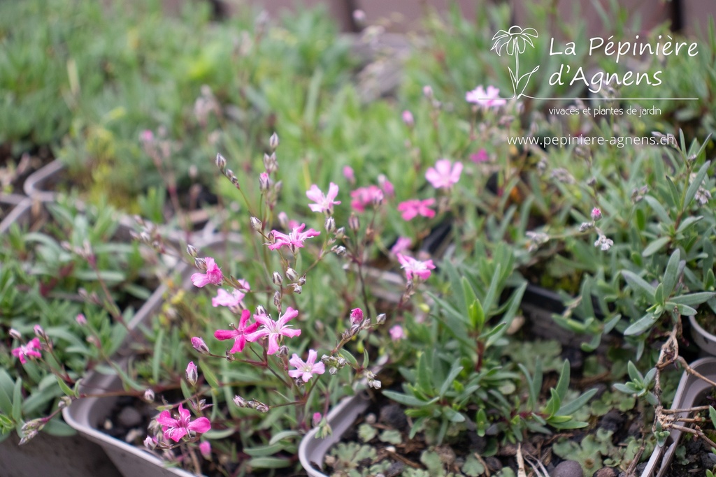 Gypsophila repens 'Rosea' - La Pépinière d'Agnens