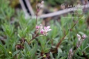 Gypsophila repens 'Rosea' - La Pépinière d'Agnens