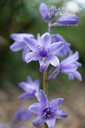 Hyacinthoides non-scripta - Pépinière d'Agnens