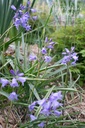 Hyacinthoides non-scripta - La pépinière d'Agnens