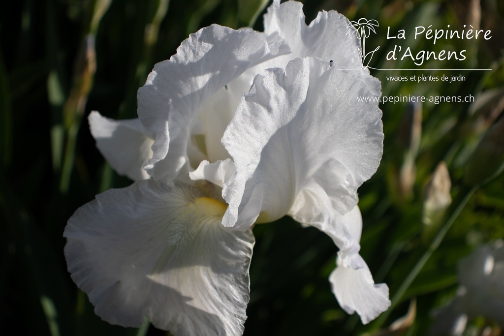 Iris germanica 'Cliffs of Dover' - La pépinière d'Agnens