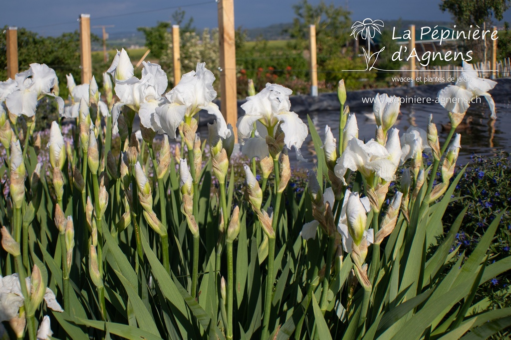 Iris germanica 'Cliffs of Dover' - La pépinière d'Agnens