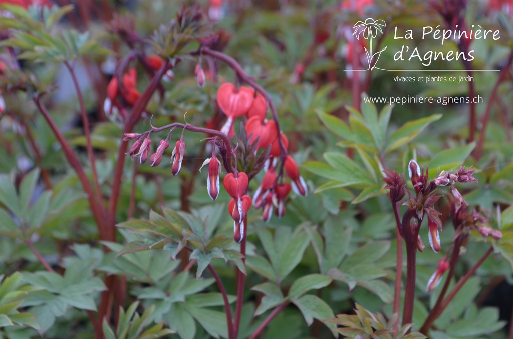 Lamprocapnos spectabilis 'Valentine' - la pépinière d'Agnens