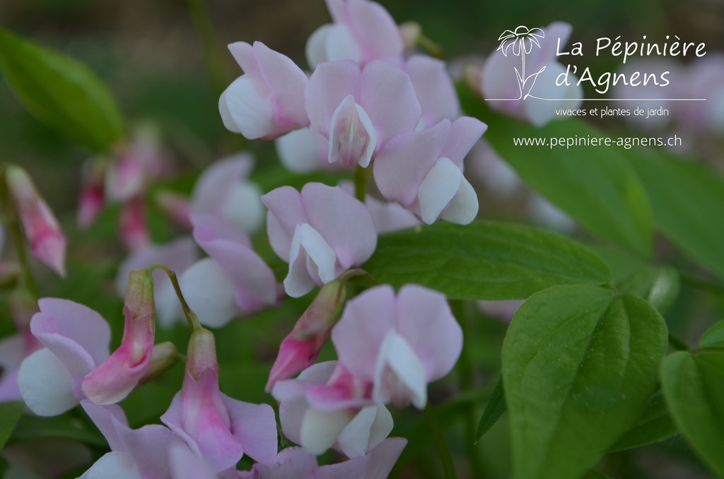 Lathyrus vernus 'Rosenelfe' - la pépinière d'Agnens