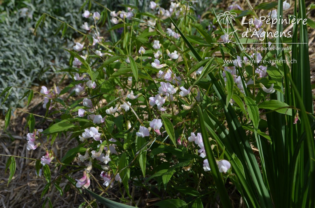 Lathyrus vernus 'Rosenelfe' - la pépinière d'Agnens