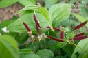 Lathyrus vernus - la pépinière d'Agnens